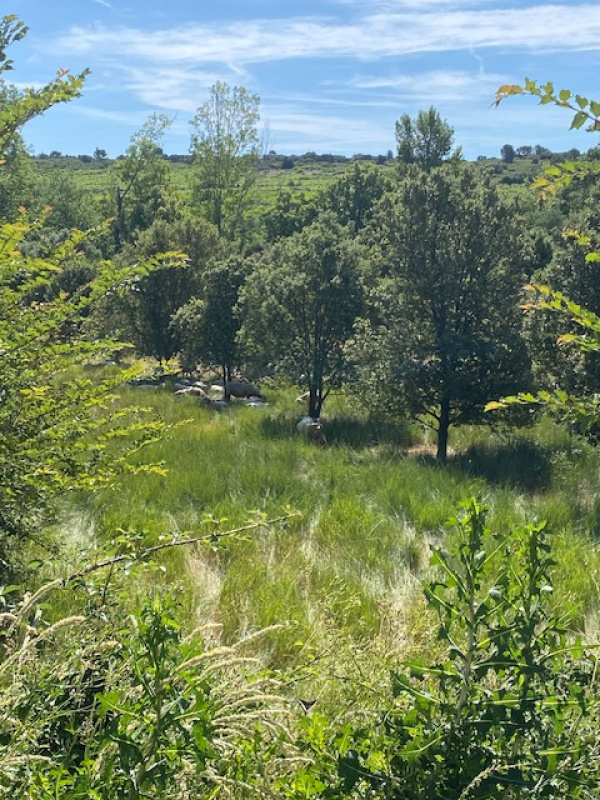 Offres de location Villa Prades-le-Lez 34730